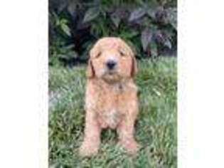 Goldendoodle Puppy for sale in Winchester, IN, USA