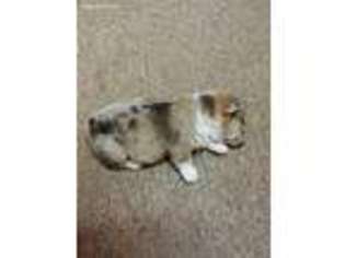 Pembroke Welsh Corgi Puppy for sale in Dahlonega, GA, USA