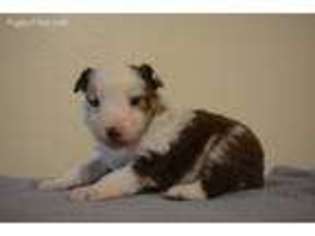 Miniature Australian Shepherd Puppy for sale in Rupert, ID, USA
