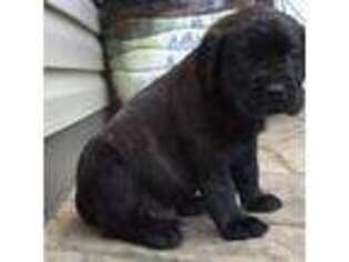 Mastiff Puppy for sale in Atglen, PA, USA