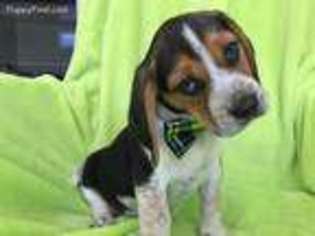 Beagle Puppy for sale in Narvon, PA, USA