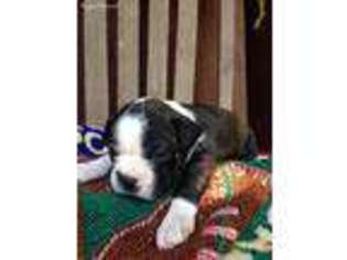 Boston Terrier Puppy for sale in Spencer, IN, USA