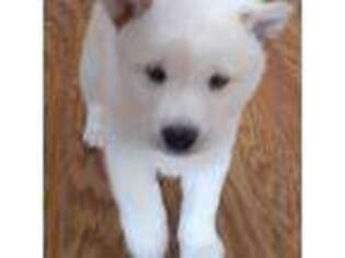 Shiba Inu Puppy for sale in Monroe, MI, USA
