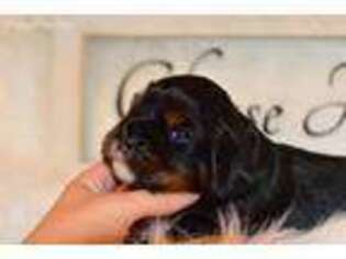Cavalier King Charles Spaniel Puppy for sale in Cheney, WA, USA