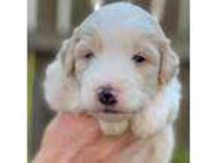 Mutt Puppy for sale in Bentonville, AR, USA