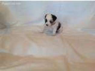 Miniature Australian Shepherd Puppy for sale in Mount Pleasant, TX, USA
