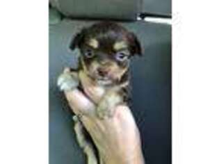 Chihuahua Puppy for sale in Walnut Cove, NC, USA