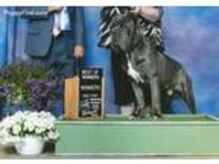 Neapolitan Mastiff Puppy for sale in Akron, OH, USA