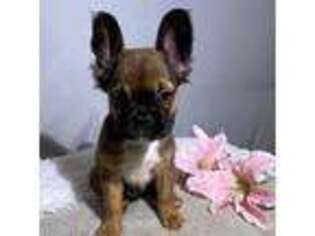 French Bulldog Puppy for sale in Montgomery City, MO, USA