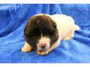 Akita Puppy for sale in Cumberland Gap, TN, USA