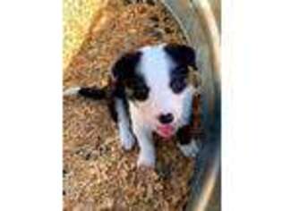 Border Collie Puppy for sale in Copperopolis, CA, USA