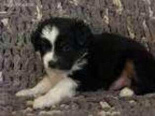 Miniature Australian Shepherd Puppy for sale in Goldston, NC, USA