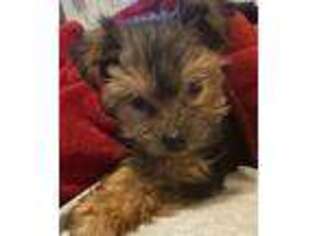 Yorkshire Terrier Puppy for sale in Vine Grove, KY, USA