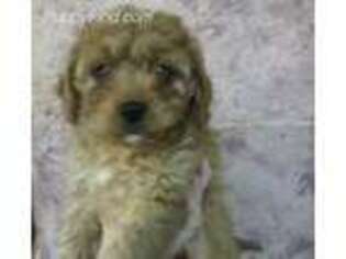 Cavapoo Puppy for sale in Watertown, NY, USA