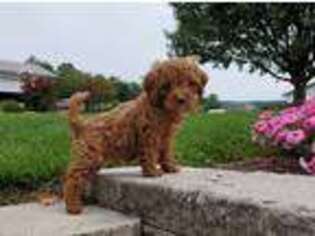 Brittany Puppy for sale in Bethel, PA, USA
