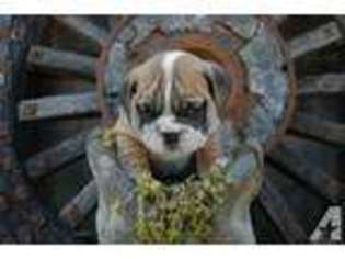 Bulldog Puppy for sale in BONIFAY, FL, USA