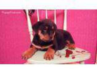Rottweiler Puppy for sale in Kankakee, IL, USA