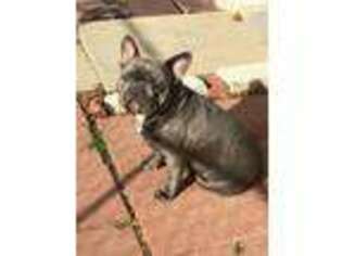 French Bulldog Puppy for sale in Leland, MS, USA