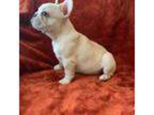 French Bulldog Puppy for sale in Hamilton, NC, USA