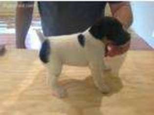 Mutt Puppy for sale in Redwood Valley, CA, USA