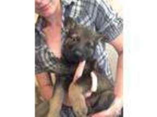 German Shepherd Dog Puppy for sale in WOODBURN, OR, USA