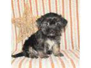 Mutt Puppy for sale in Waverly, NY, USA