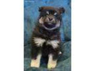 Siberian Husky Puppy for sale in Sandy, UT, USA