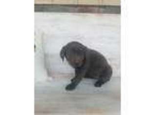 Labrador Retriever Puppy for sale in Flora, IL, USA