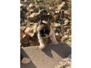 French Bulldog Puppy for sale in Brigham City, UT, USA