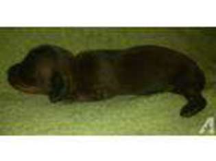 Dachshund Puppy for sale in BURKE, VA, USA