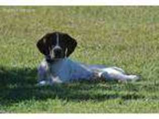 German Shorthaired Pointer Puppy for sale in Ellerbe, NC, USA