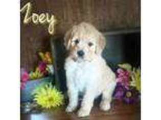 Goldendoodle Puppy for sale in Saint Cloud, FL, USA