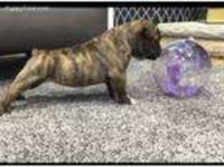Olde English Bulldogge Puppy for sale in Dalton, OH, USA