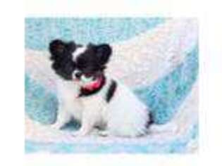 Chihuahua Puppy for sale in Temecula, CA, USA