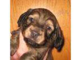 Dachshund Puppy for sale in Salinas, CA, USA