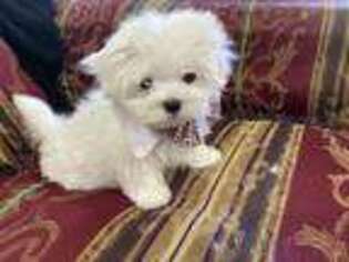 Maltese Puppy for sale in Pineville, LA, USA