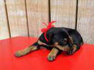 Doberman Pinscher Puppy for sale in Dillsboro, IN, USA