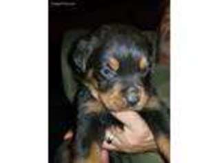 Rottweiler Puppy for sale in Connellsville, PA, USA