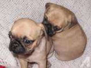 Pug Puppy for sale in OAKVILLE, WA, USA