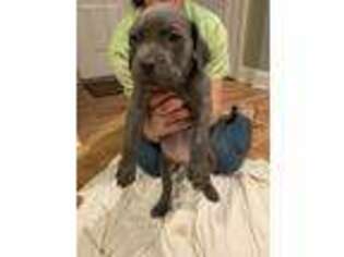 Cane Corso Puppy for sale in Charleston, SC, USA