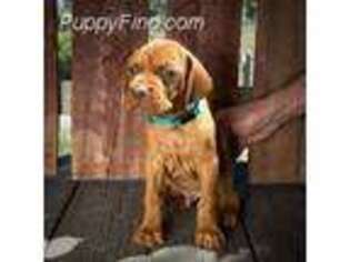 Vizsla Puppy for sale in Frazier Park, CA, USA
