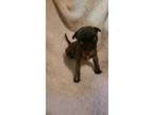 Pug Puppy for sale in Keizer, OR, USA