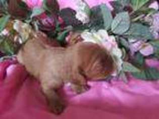 Cavalier King Charles Spaniel Puppy for sale in NORRISTOWN, PA, USA