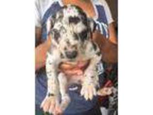 Great Dane Puppy for sale in Austin, TX, USA