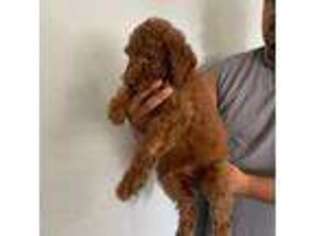 Labradoodle Puppy for sale in Sun City, CA, USA