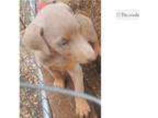 Doberman Pinscher Puppy for sale in Joplin, MO, USA