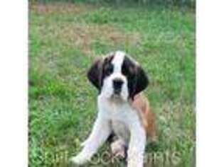 Saint Bernard Puppy for sale in Brandon, SD, USA