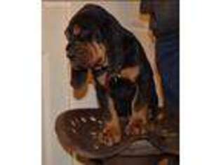 Bloodhound Puppy for sale in Wheatland, WY, USA