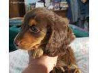 Dachshund Puppy for sale in Filer, ID, USA