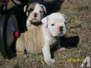 Bulldog Puppy for sale in WAGENER, SC, USA